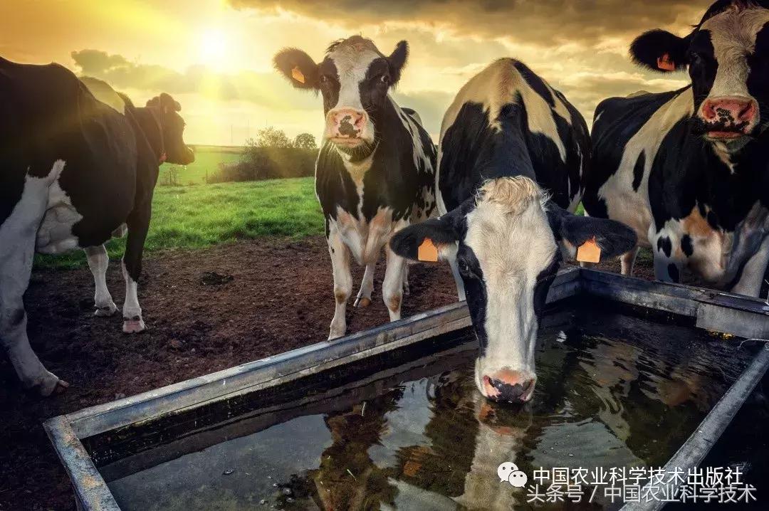 兽医诊断书籍推荐,畜禽疾病处方指南