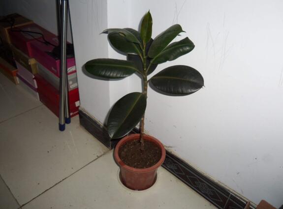 橡皮树太高了可以全部剪掉吗视频,橡皮树长得太高可以砍断吗