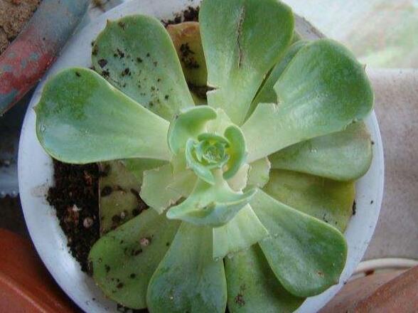 多肉玉蝶砍头后如何处理,多肉玉蝶秋天可不可以砍头扦插