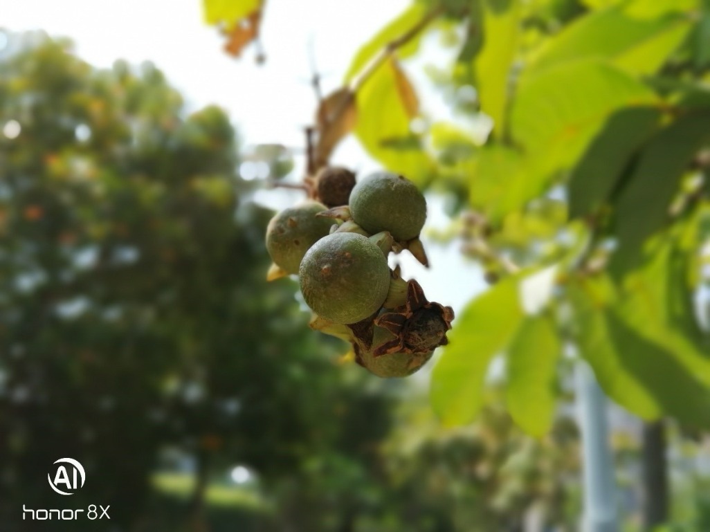 两千年前的荣耀8x评测,荣耀8x全面测评