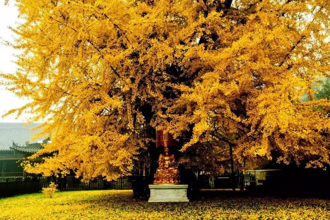 世界上有各种各样的树你听说过,世界上最美的树的排名