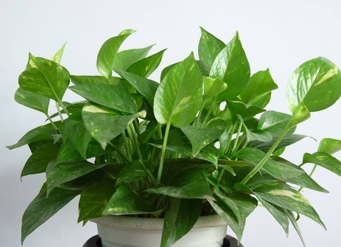 绿萝叶子干枯发黄怎么办,绿萝叶子发黄的原因以及解决方法