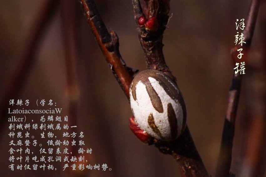 被洋辣子蛰后最有效的止痒方法,被洋辣子蛰后的解决方法