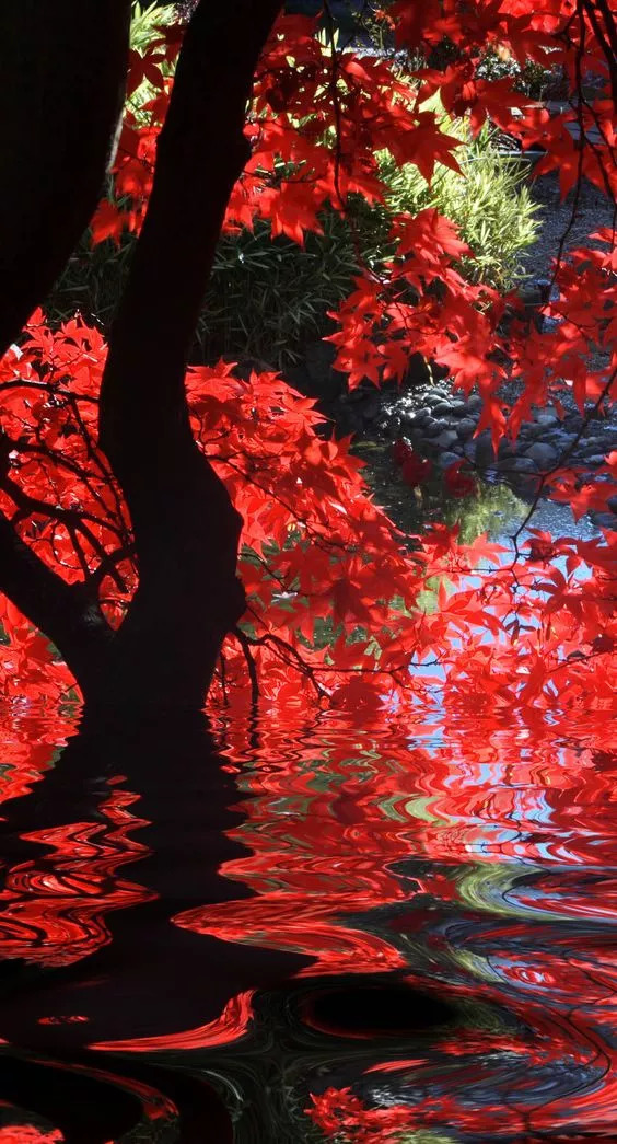 珍藏珍贵图片,极其罕见珍贵的绝版照片
