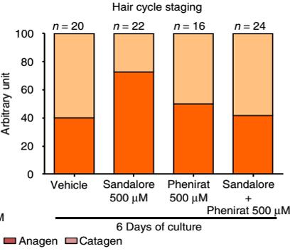 《自然》子刊:00后不用怕秃了!科学家首次证实一种人造檀香可以激活毛囊,刺激人体毛发生长,防止脱发|科学大发现