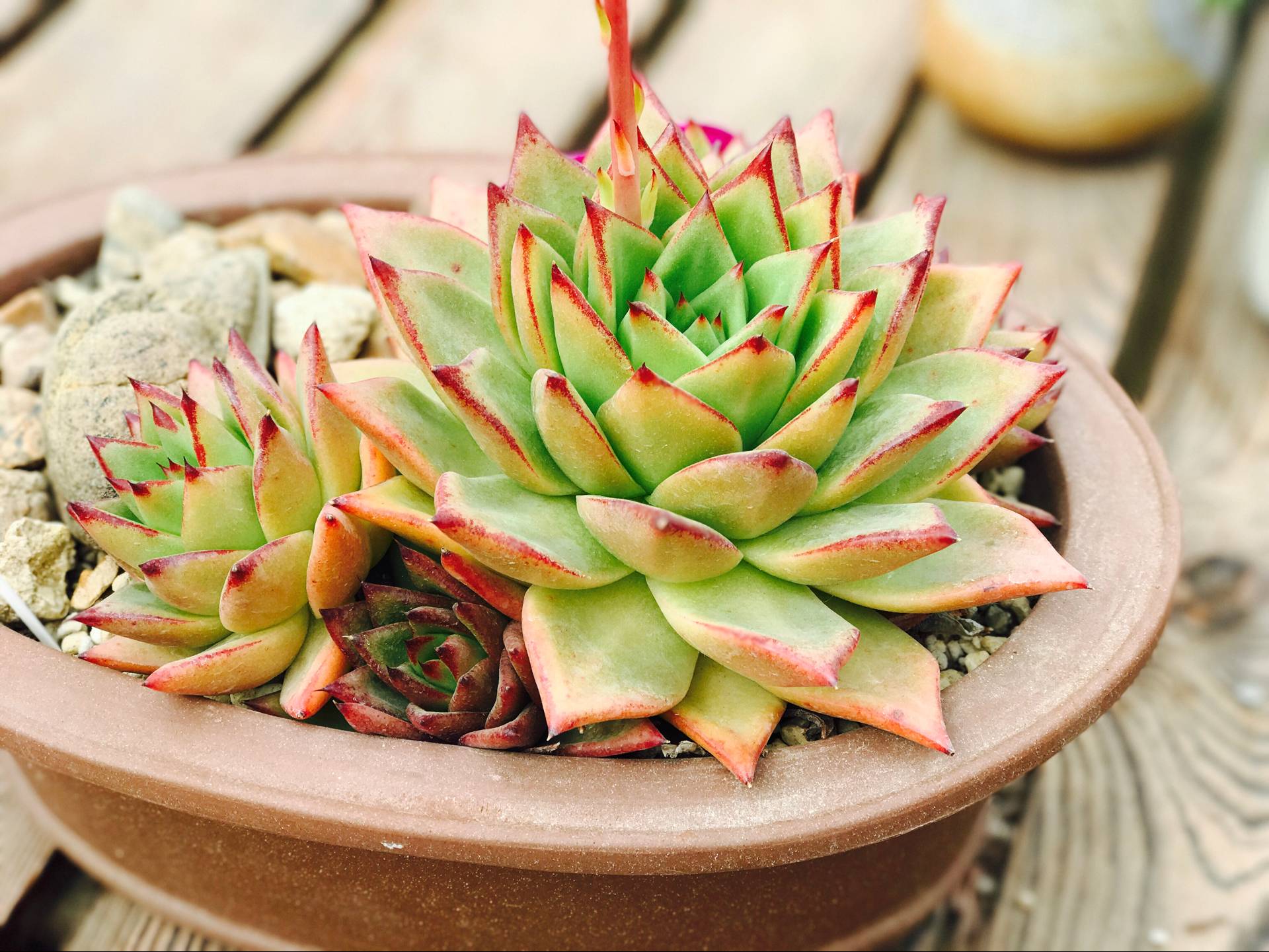 都是哪些人在玩和平精英,都是哪些人在玩金铲铲呀