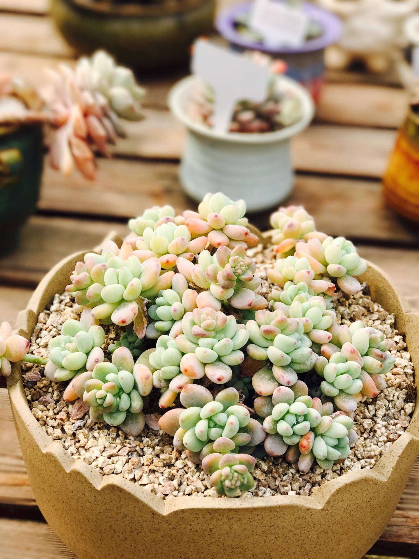 都是哪些人在玩和平精英,都是哪些人在玩金铲铲呀