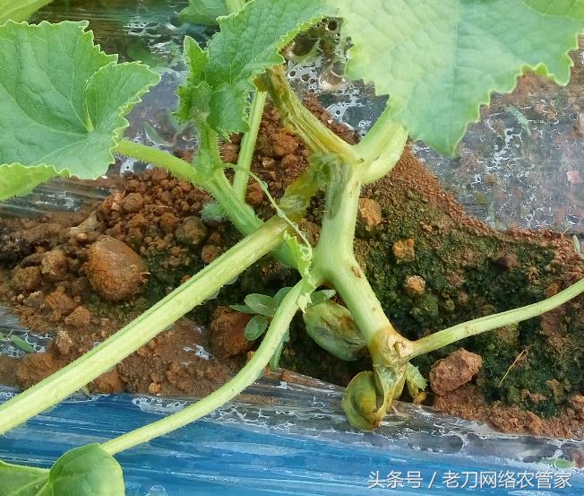 甜瓜表面有裂纹怎么回事,甜瓜蒂是怎么回事