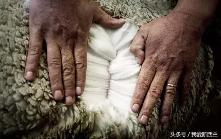 来新西兰以后才发现的变化,新西兰是不是最美丽的地方