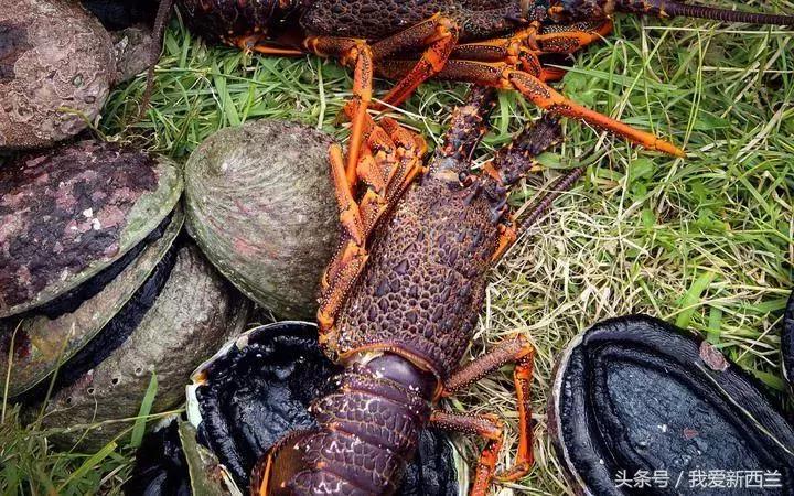 来新西兰以后才发现的变化,新西兰是不是最美丽的地方