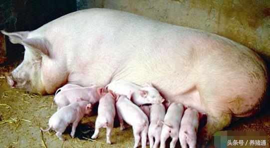 如何预防猪腹泻脱水,引起猪腹泻有哪些原因