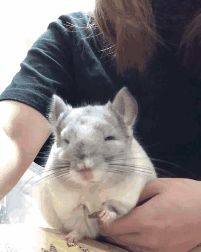 养龙猫的十大坏处,什么人最适合养龙猫