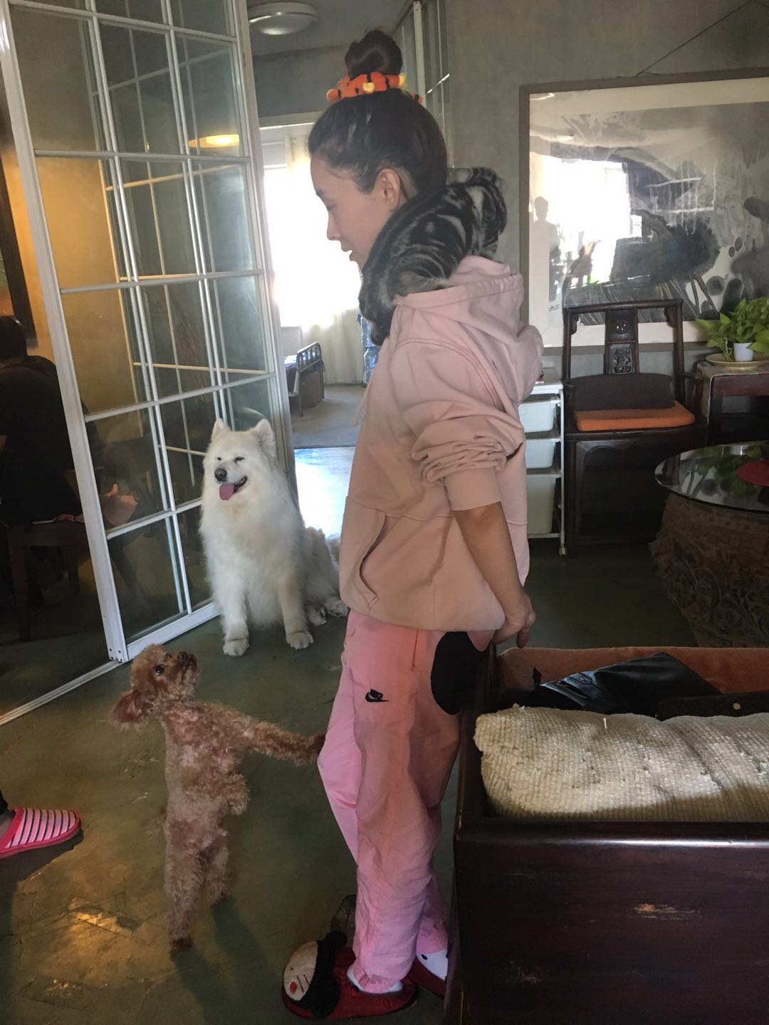 美短虎斑猫一窝,美短虎斑猫的日常