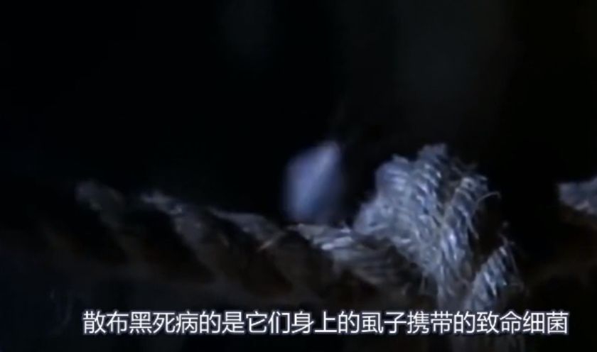 吃活物有寄生虫,吃活的虫子身体里有寄生虫