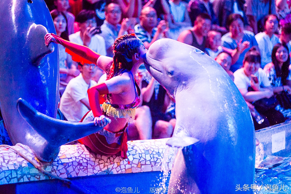 大连极地企鹅,南极企鹅求婚视频