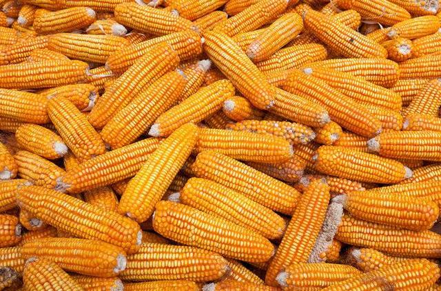 霉变玉米可以给猪吗,轻微发霉的玉米能喂猪吗