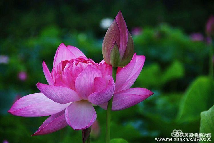 《白浪情丰收节、中秋节、国庆节休闲晚会》优秀作品选登