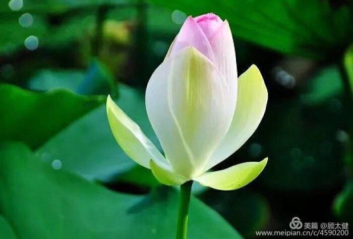 《白浪情丰收节、中秋节、国庆节休闲晚会》优秀作品选登