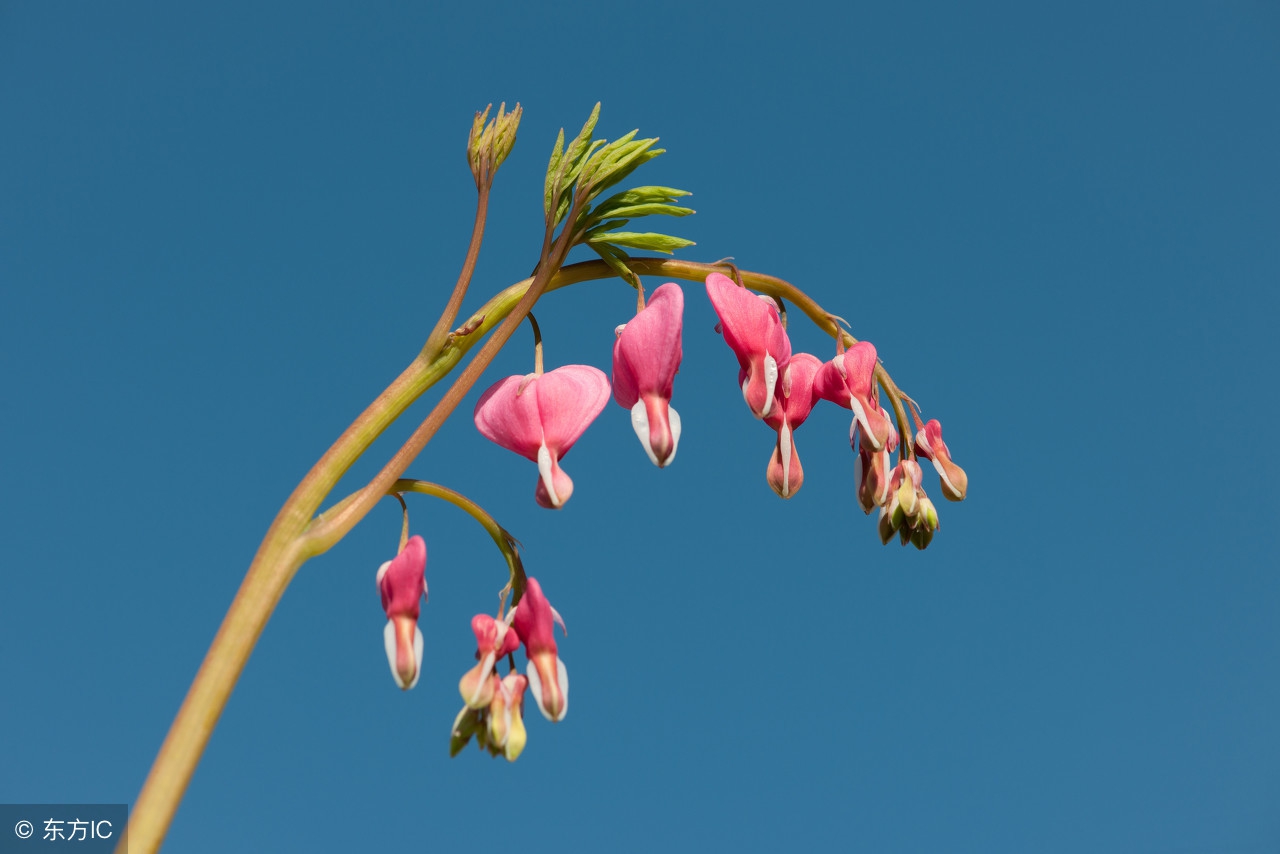 人民日报作文素材每日积累排比句,100组精美的排比句优质作文素材