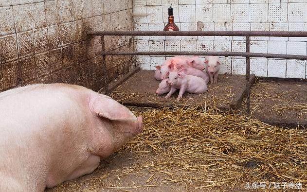 刚出生小猪陆续死亡怎么办,哺乳母猪吐血死亡是什么病