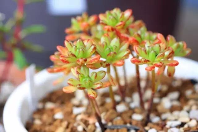 多肉煤烟病用多菌灵有用吗,多肉黑霉病喷多菌灵好用吗