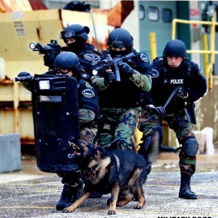 养马犬的十大优缺点,养马犬一般是拿来干嘛