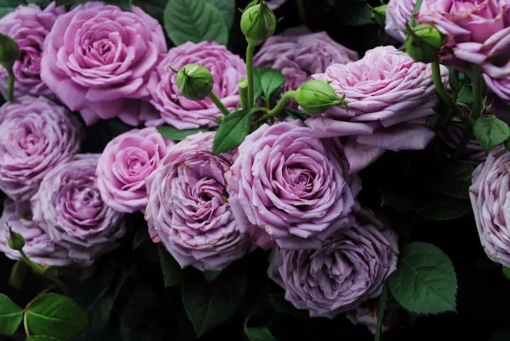 蓝紫色月季品种,39种紫藤品种