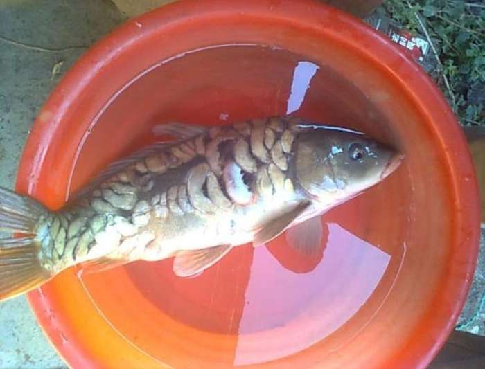钓到了一条奇怪的鱼像是恐龙,钓到一条鱼样子很奇怪