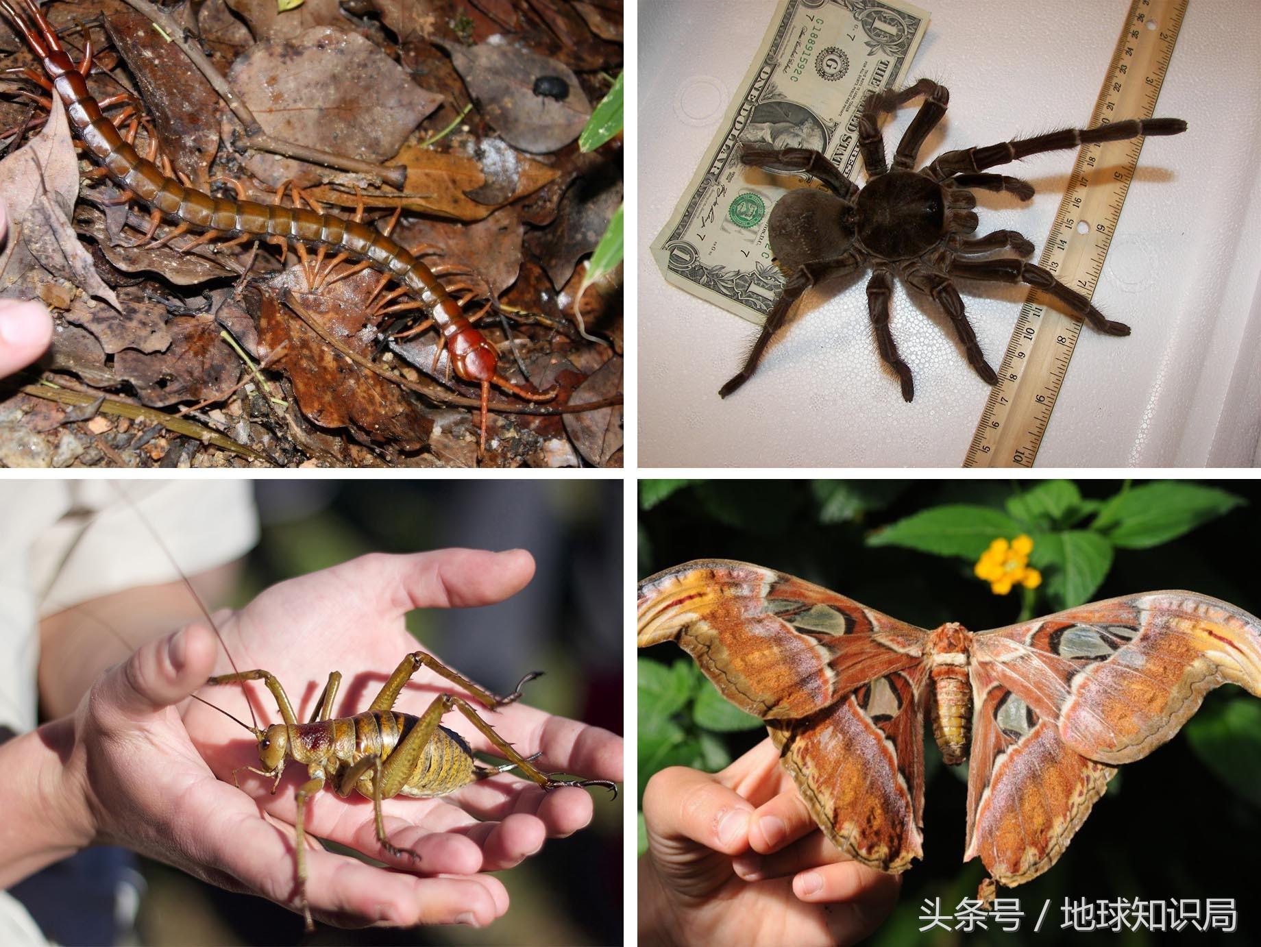 地球上最可怕的虫子,世界上最可怕的而且最厉害的虫子