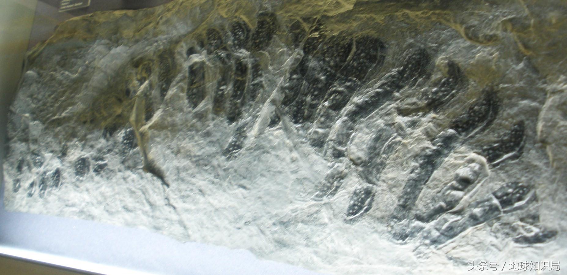 蜻蜓比盆大,蜘蛛脸上挂,远古巨虫要称霸——可以!地球知识局