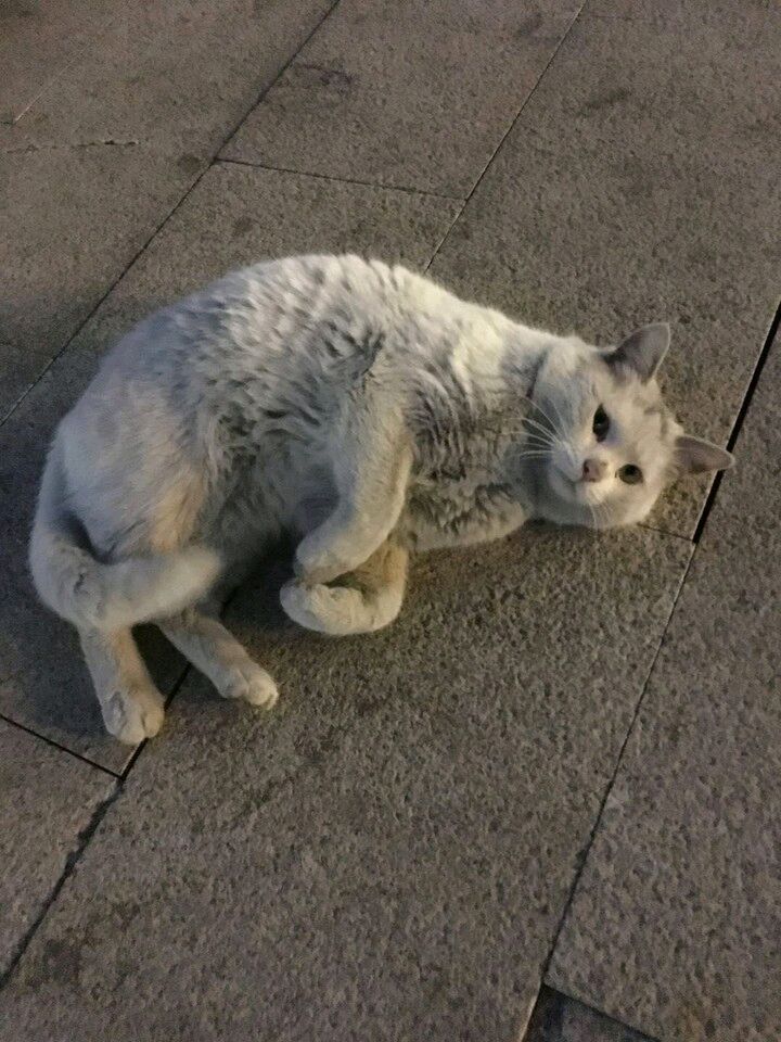 把流浪猫带回来应该怎么养,如何将流浪猫带回家并且将它驯服