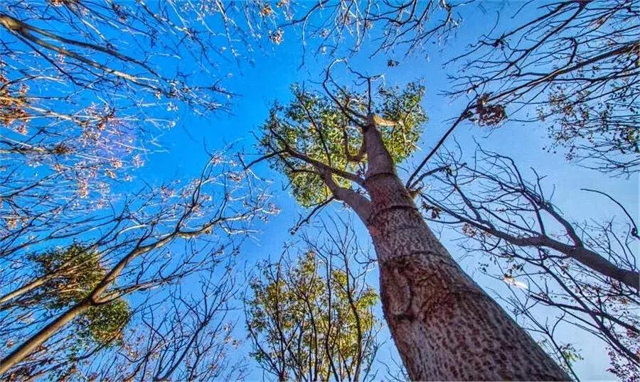 郑州足球小镇有真草足球场吗,郑州足球小镇现状