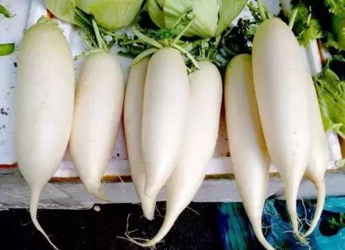 喝了一碗蒸大蒜水,喝了蒸蒜水恶心