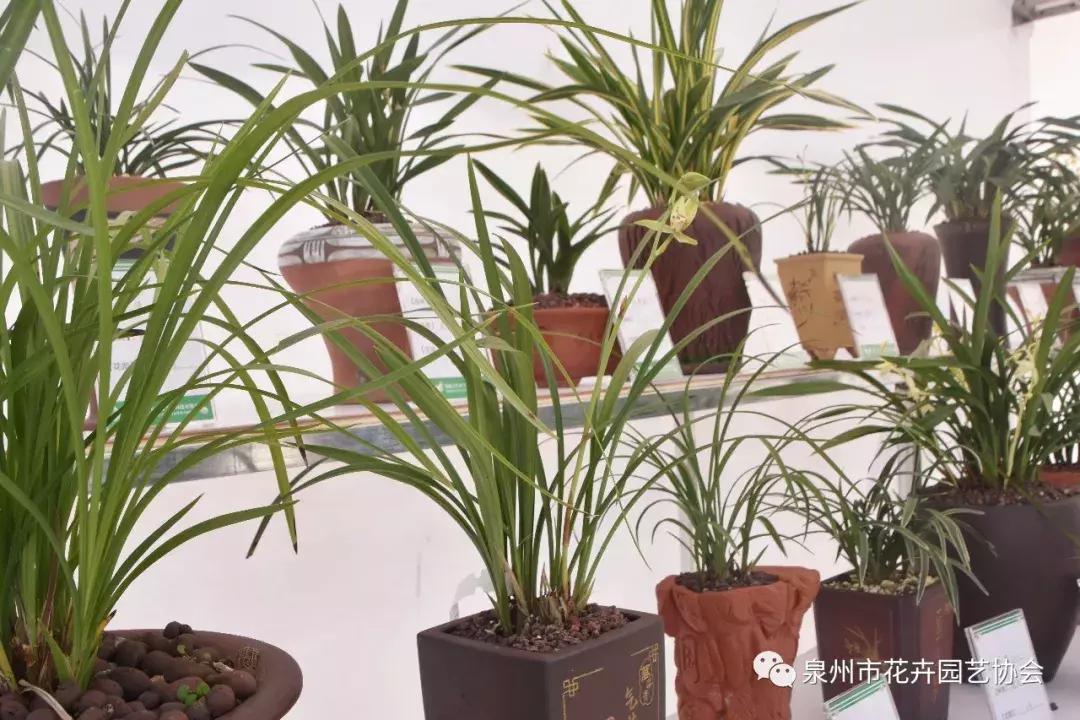 喜迎国庆展风采,迎国庆鲜花展美图