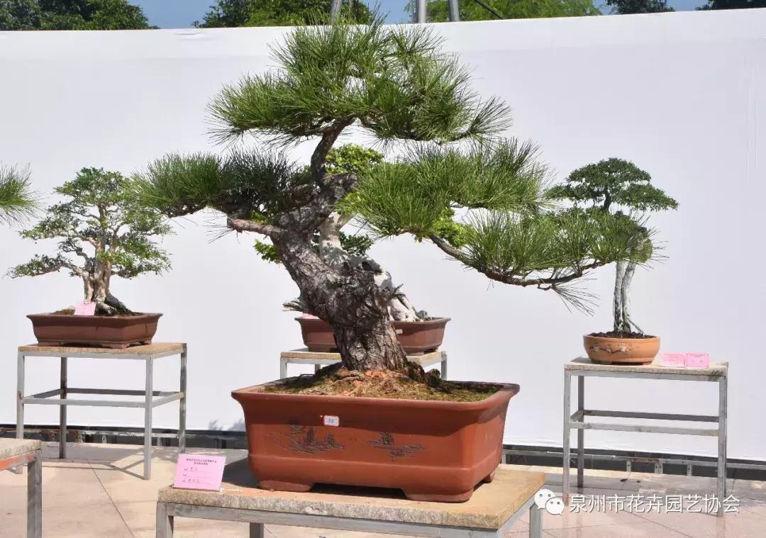 喜迎国庆展风采,迎国庆鲜花展美图