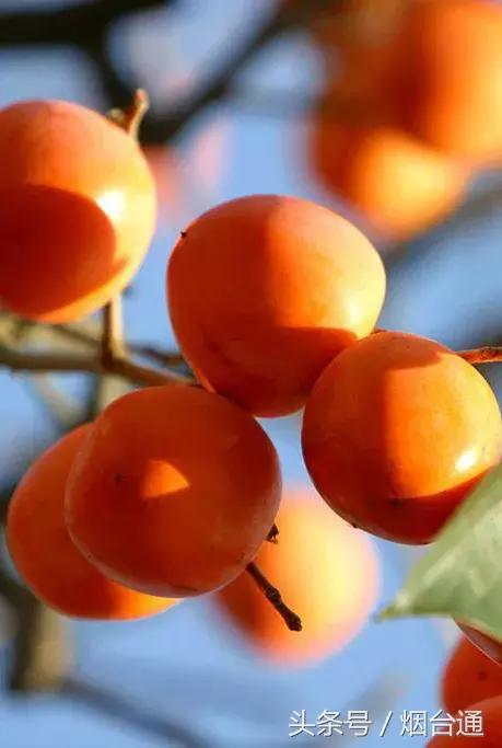 烟台十一景区免费游玩,十一假期旅游推荐烟台游乐场