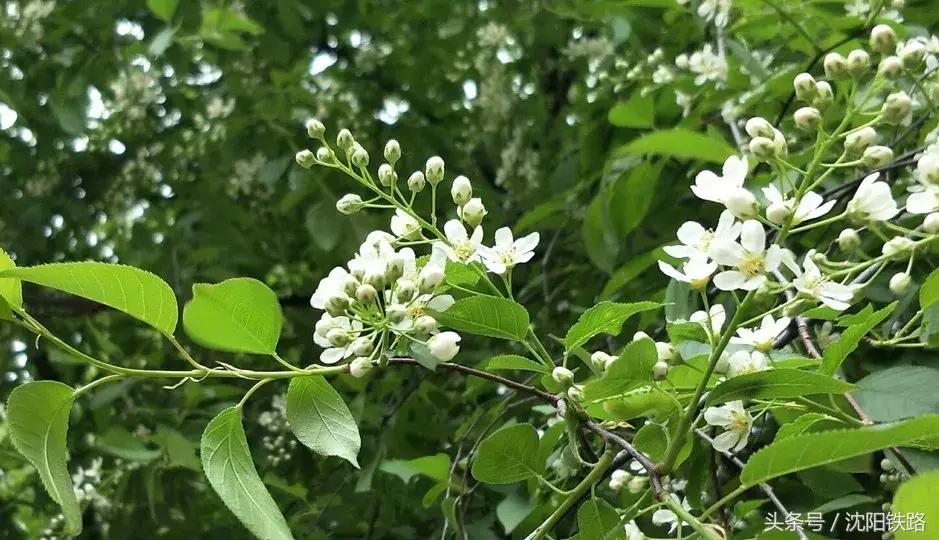 丹东大连鲅鱼圈自驾游,逛吃逛吃专列