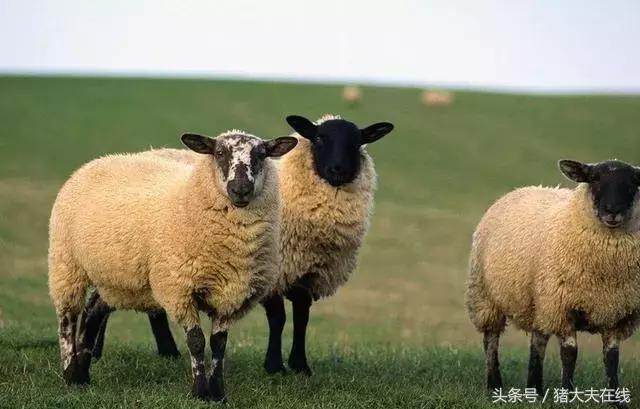 这么多羊看看你养的是哪一种?其他的你又认识几种?