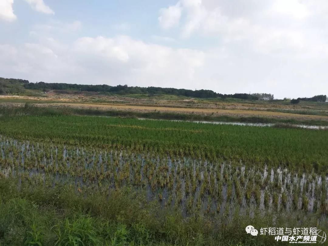 10月底虾塘育苗塘上水后的管理,10月份小龙虾田怎样管理