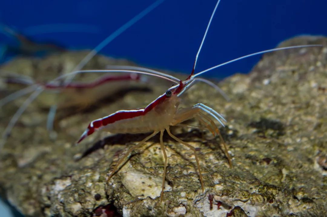 被海鲜扎手了要怎么处理,被煮熟的海鲜扎手有危险吗