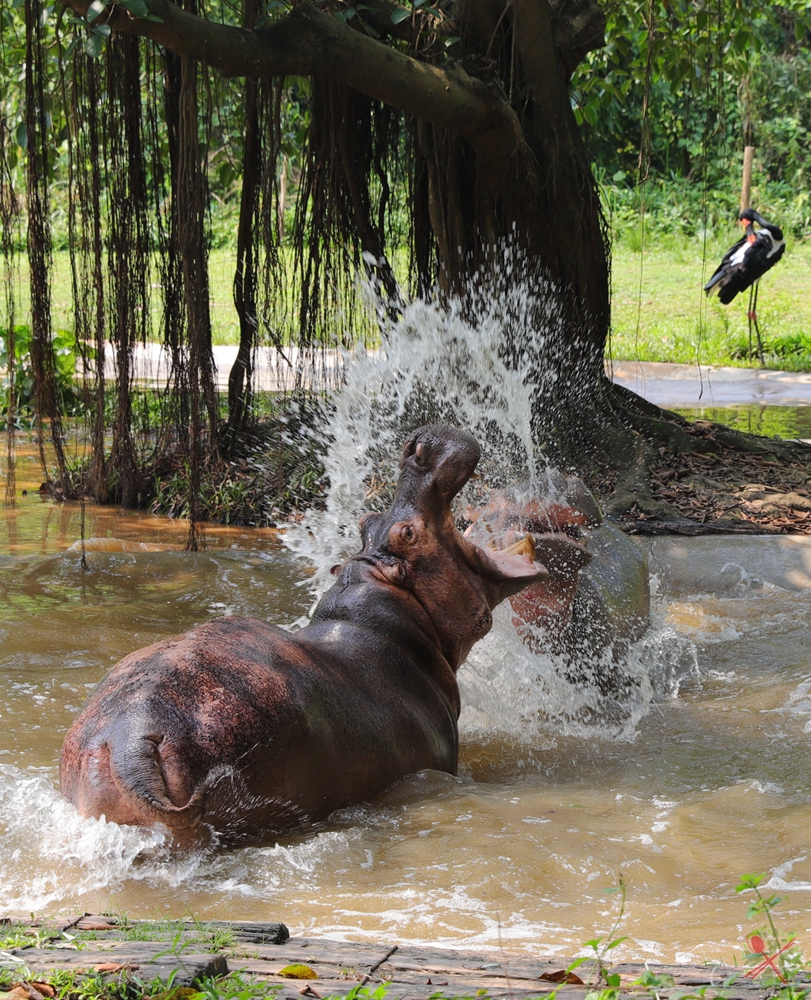 广州长隆4大乐园几天可以耍完,广州长隆野生动物世界国庆门票