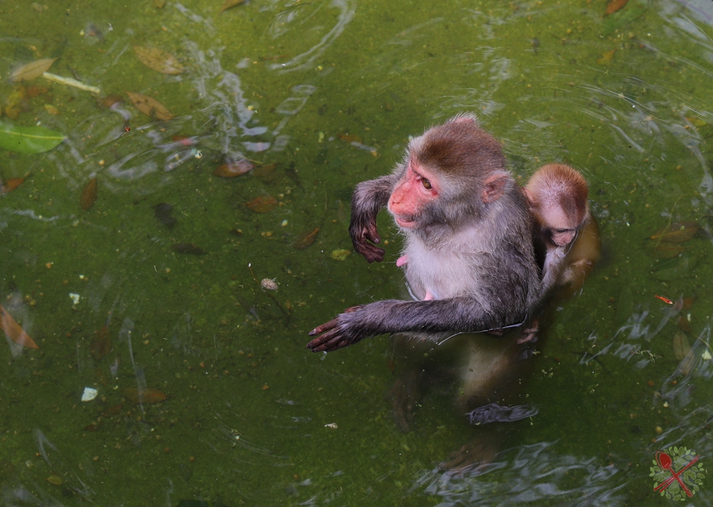 广州长隆乐园最全游玩攻略,广州长隆乐园旅游攻略三天两夜