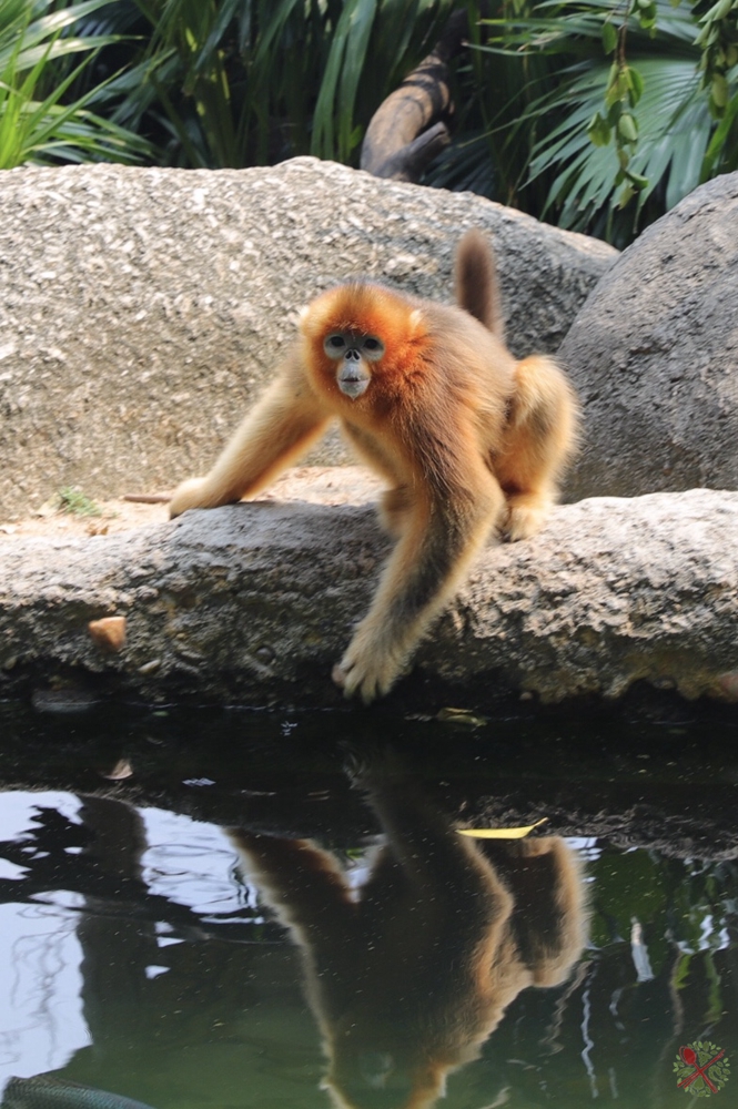 广州长隆4大乐园几天可以耍完,广州长隆野生动物世界国庆门票
