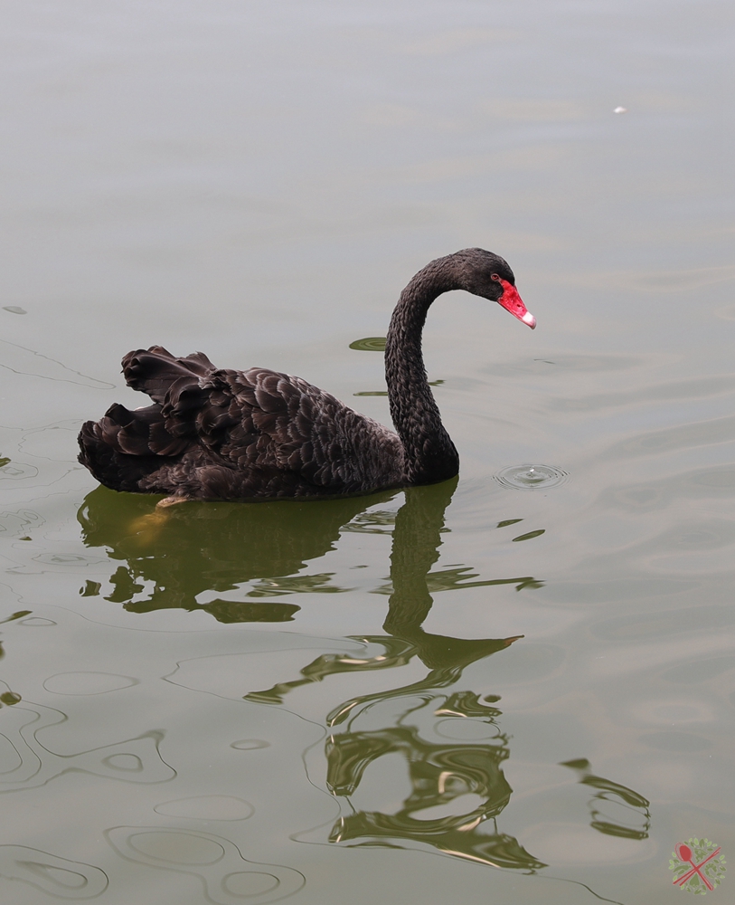 去广州长隆不住景区攻略,春节广州长隆不住园区怎么玩