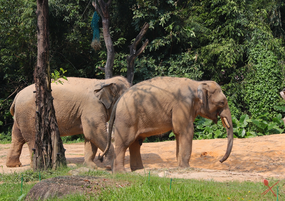 广州长隆四个乐园攻略,国庆长隆二日游