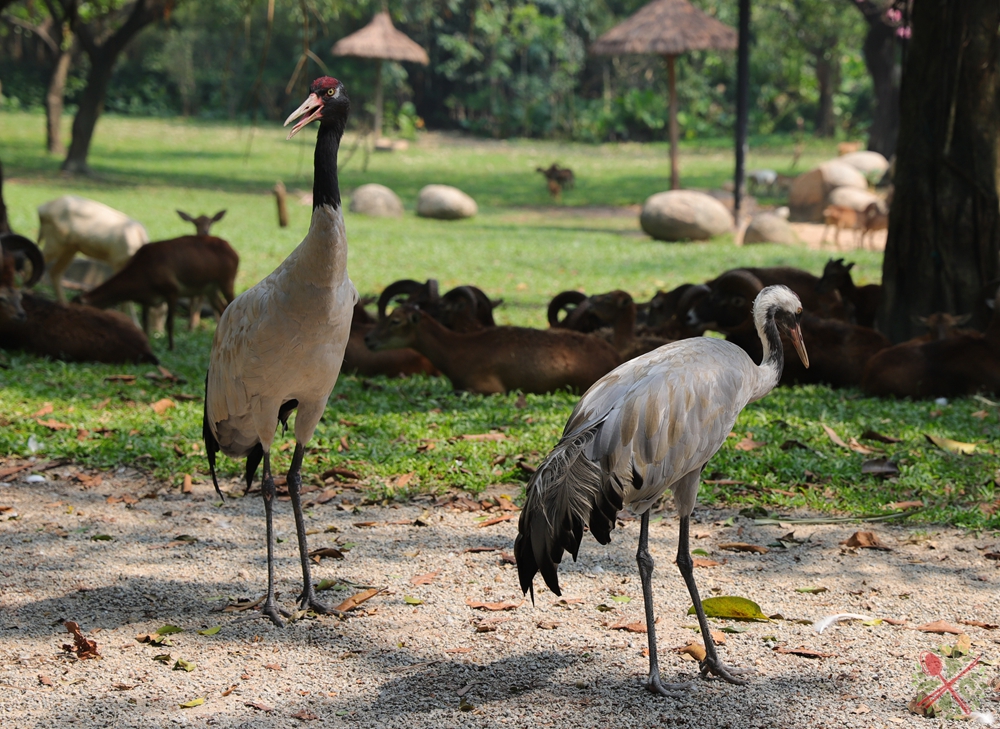 广州长隆4大乐园几天可以耍完,广州长隆野生动物世界国庆门票