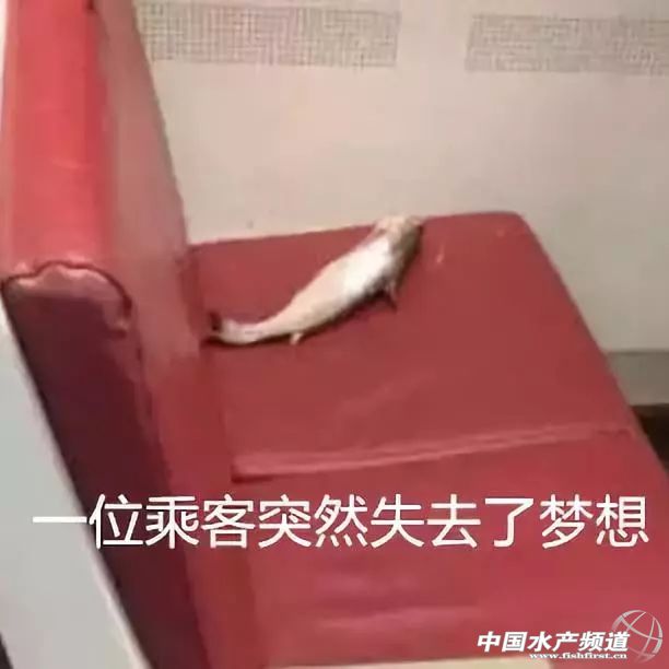 最好吃的生鱼片排名,十大顶级刺身生鱼片