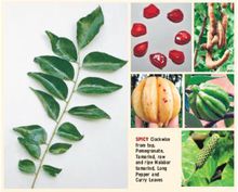 藤黄果是什么果,藤黄果糖人可以吃吗