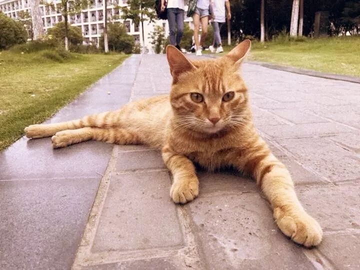 什么？师大的小动物过节了？（内含惊喜）