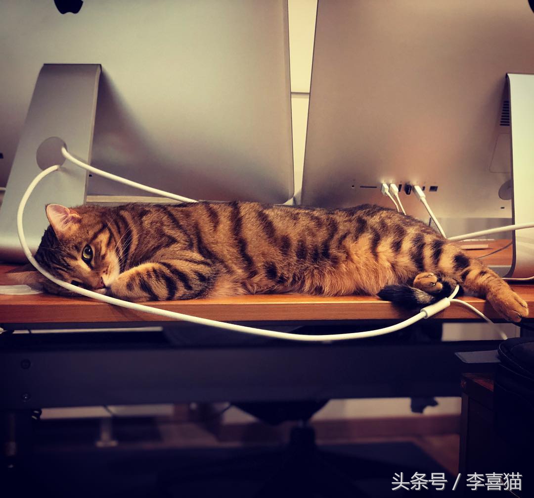 怎么不让猫咪啃数据线,让猫咪认为铲屎官很厉害的方法